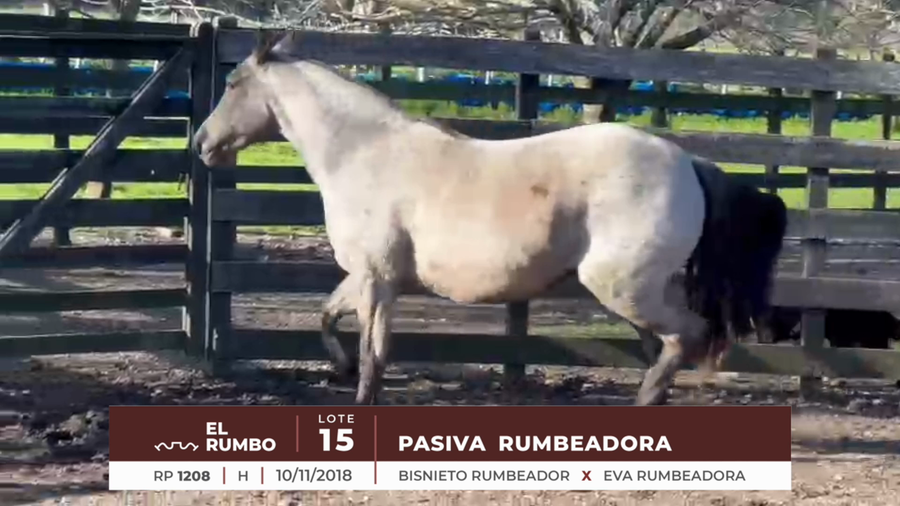 Lote PASIVA RUMBEADORA