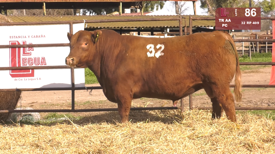 Lote TOROS ANGUS COLORADOS  PC