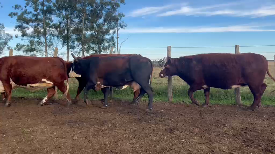 Lote 36 Vacas faena