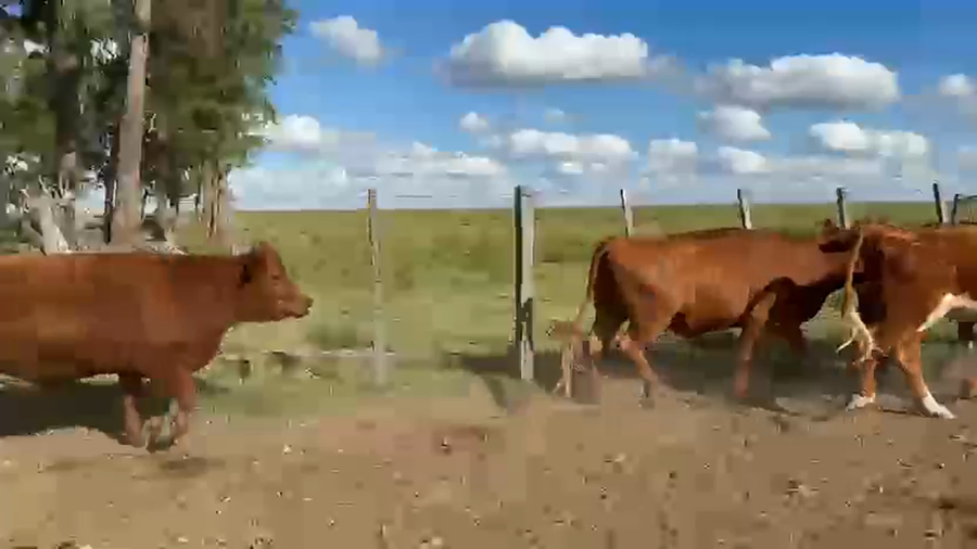 Lote VACAS DE INVERNADA