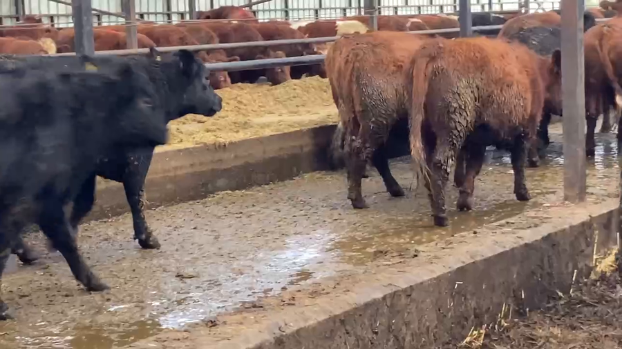 Lote 18 Vaquilla Gorda en Río Bueno, XIV Región Los Ríos