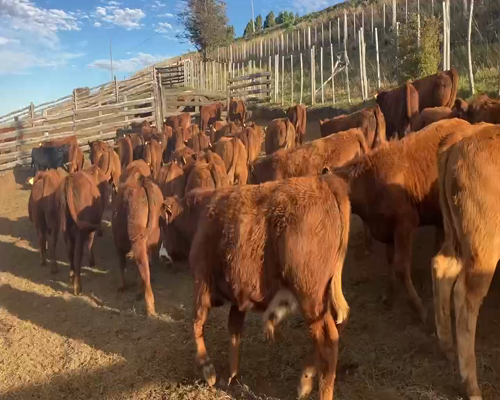 Lote 60 Ternero en Coyhaique, XI Región Aysén