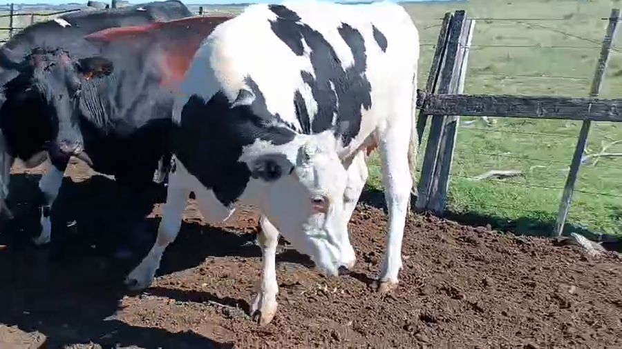 Lote 3 Vaquillonas  a remate en Pantalla Camy - Aniversario 31 Años 500kg - , San José