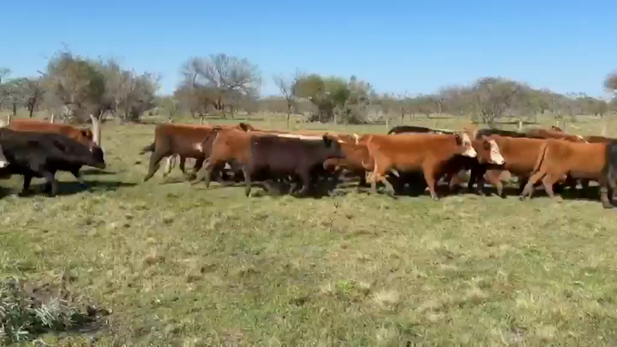 Lote 70 Terneros en Entre Ríos, Federal