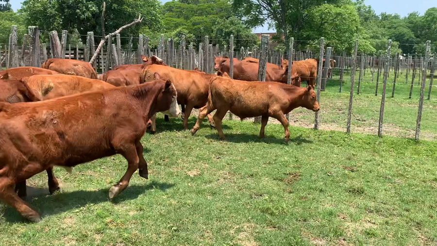 Lote 12 Terneros