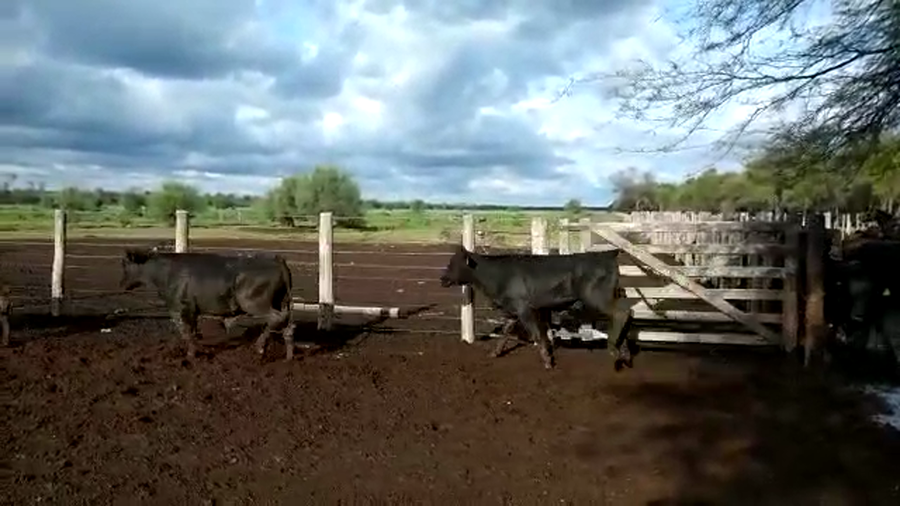 Lote 70 Novillitos en Quimilí, Santiago del Estero