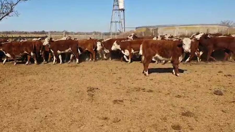 Lote 56 Novillitos Hereford y sus cruzas en Las Varillas, Córdoba