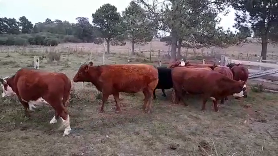 Lote VAQUILLONAS GORDAS