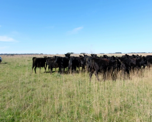 Lote Vaquillonas Angus Vacias en Olavarria, PBA.-