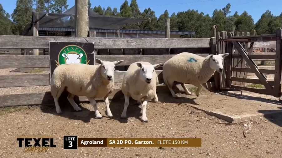 Lote 3 Corderas a remate en Segundo Remate - Texel Campero, Rivera