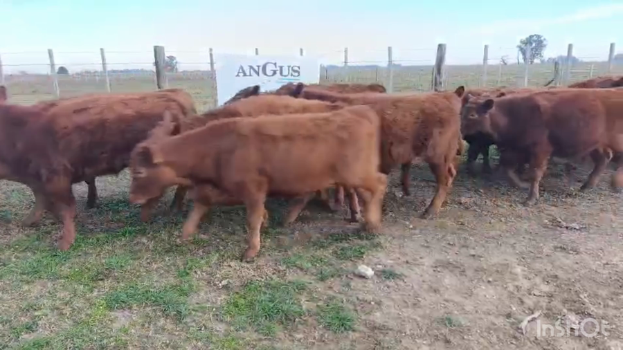 Lote 24 Terneros