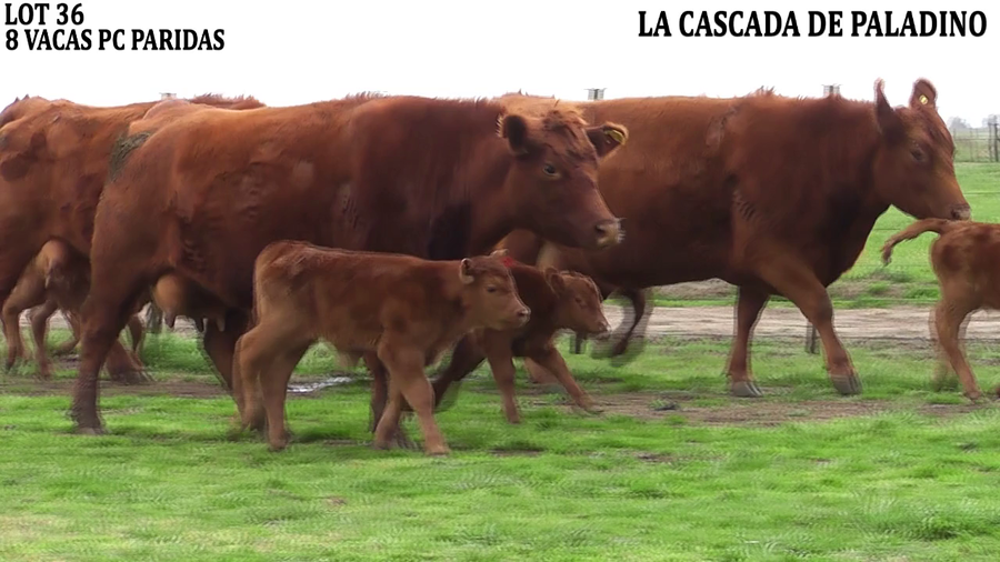 Lote VACAS CON CRIA
