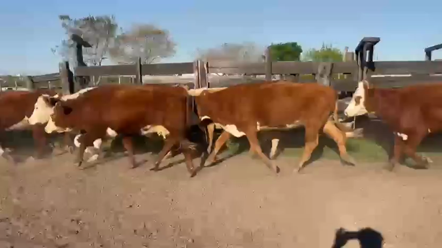 Lote 35 Vacas p/ invernar en Corrientes, Mercedes