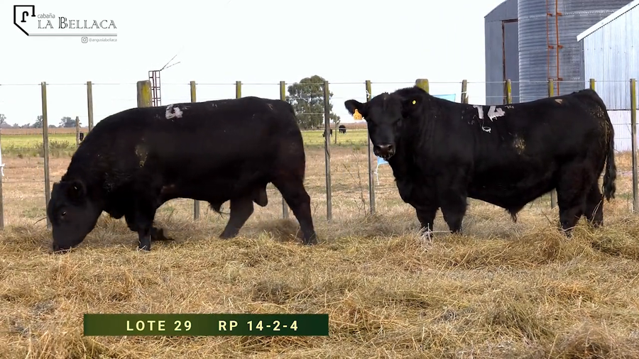 Lote TOROS PUROS CONTROLADOS