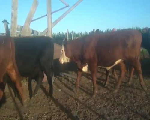 Lote 15 Terneras en Gral. Lamadrid, Buenos Aires