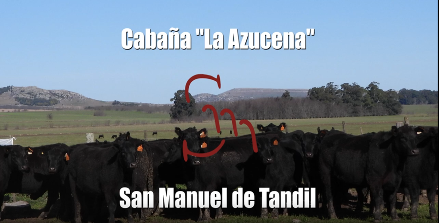 Lote Cabaña “LA AZUCENA” de San Manuel, VAQUILLONAS PC