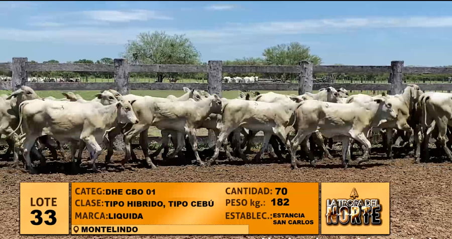 Lote Lote 33