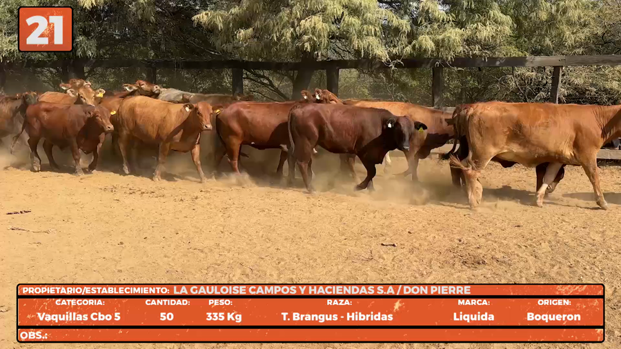 Lote LOTE 21