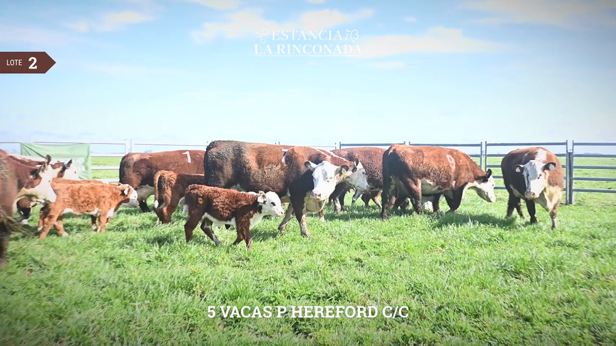 Lote VACAS HEREFORD