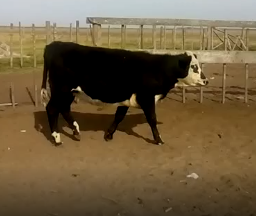 Lote 22 Novillitos y vaquillonas de 260Kg en Pueblo Italiano, Córdoba