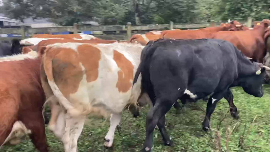 Lote 20 Novillo Engorda en Río Bueno, XIV Región Los Ríos