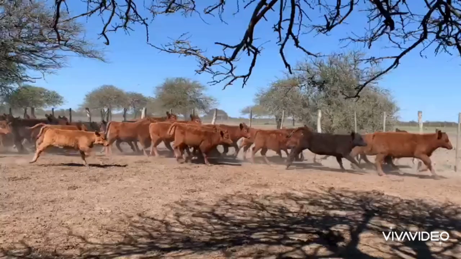Lote 105 Terneros  A TERMINO