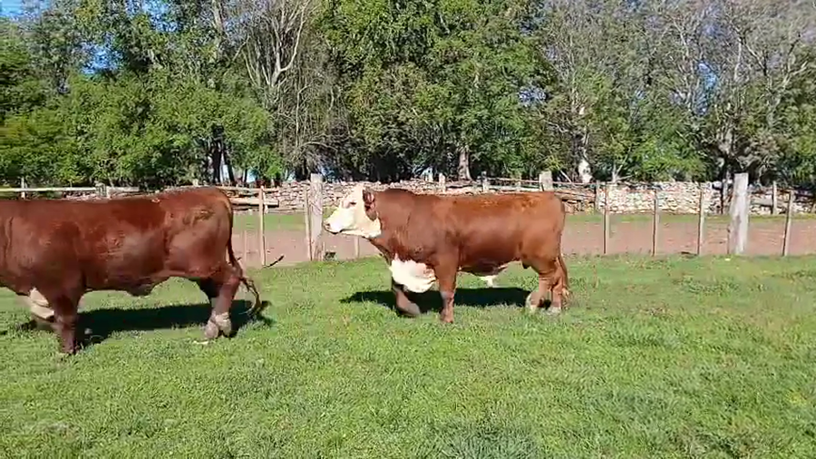 Lote 2 Toros a remate en NACIONAL BRAFORD, Artigas
