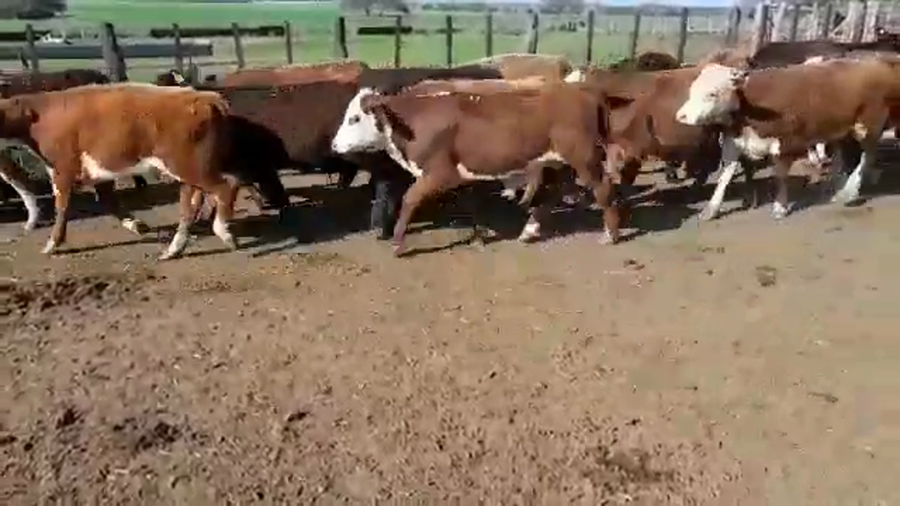 Lote 64 Novillitos en Entre Ríos, Villaguay