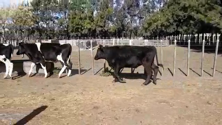 Lote (Vendido)4 Novillos Holando HO a remate en PANTALLA GARLAND 375kg -  en CONCORDIA