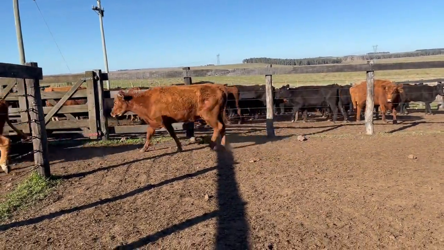 Lote Vacas de invernada