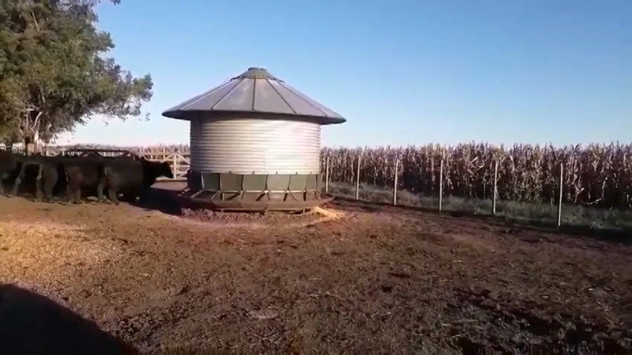 Lote 50 Novillitos en Pehuajo