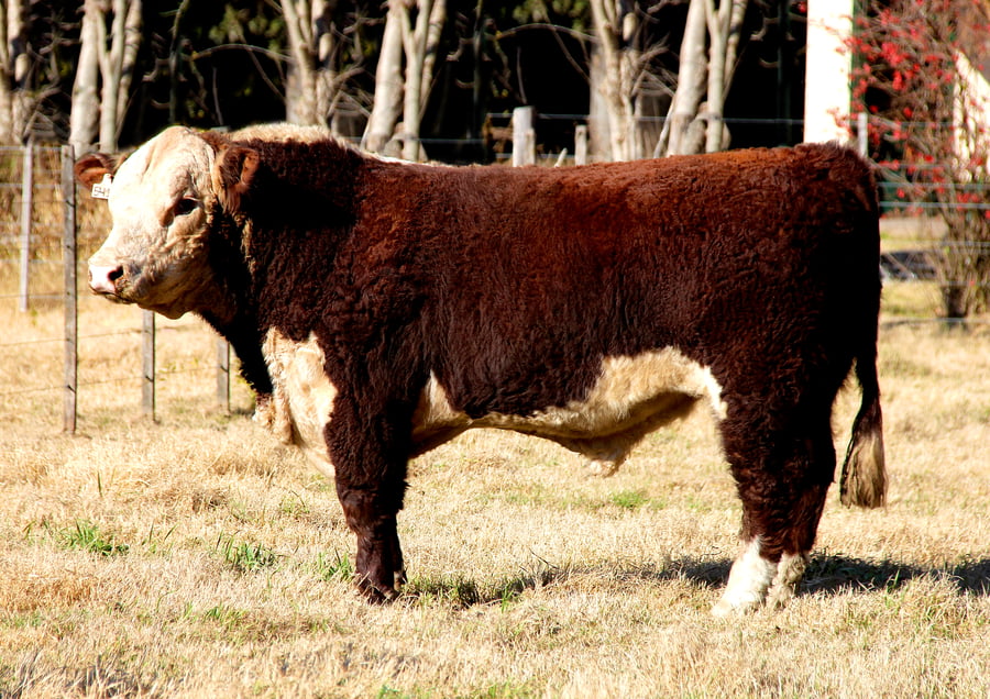 Lote TORO PURO DE PEDIGREE (Corral 19)