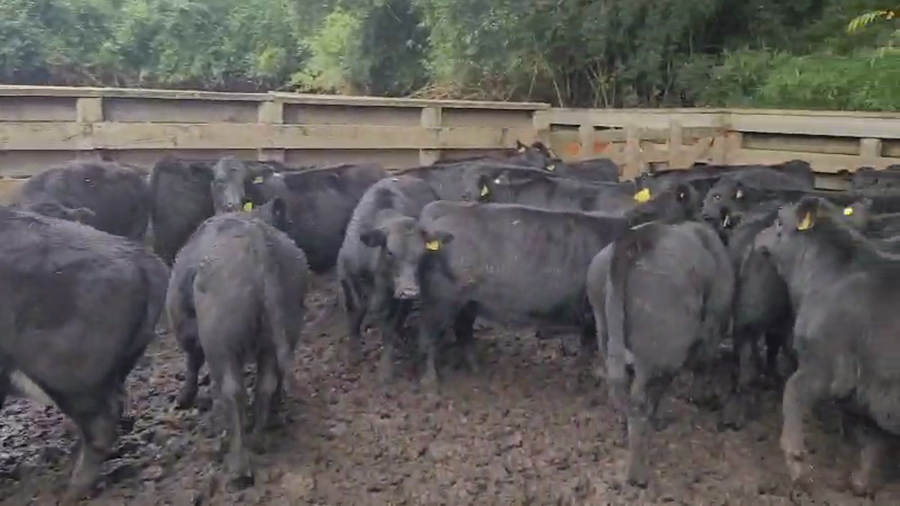 Lote 27 Ternera en Melipeuco, IX Región Araucanía