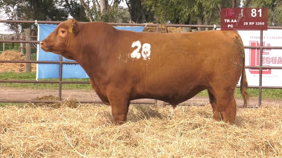 Lote TOROS ANGUS COLORADOS  PC