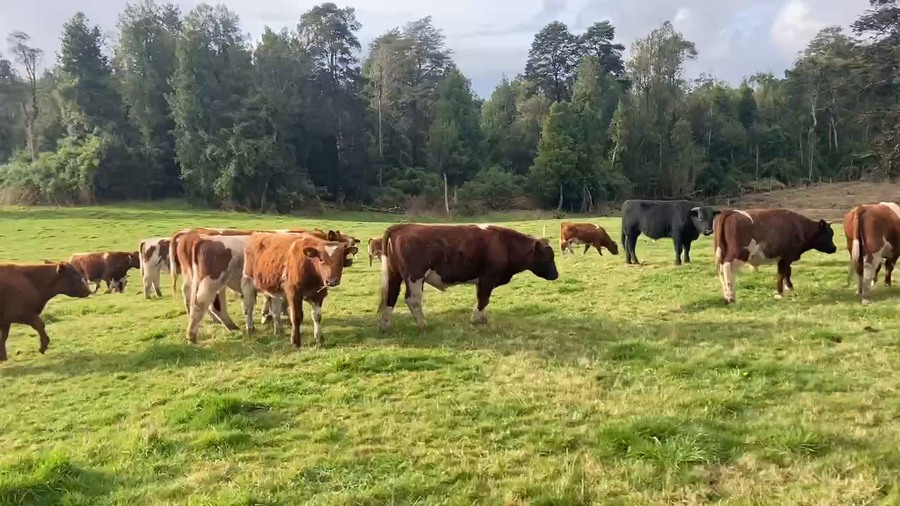 Lote 50 Ternero en Puerto Montt, X Región Los Lagos
