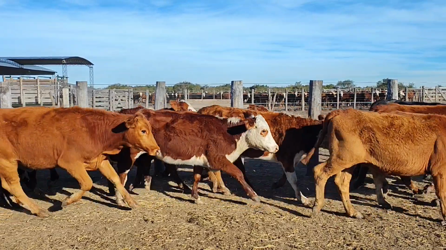 Lote 65 Terneras y Vaquillas en Corrientes, Curuzu Cuatia