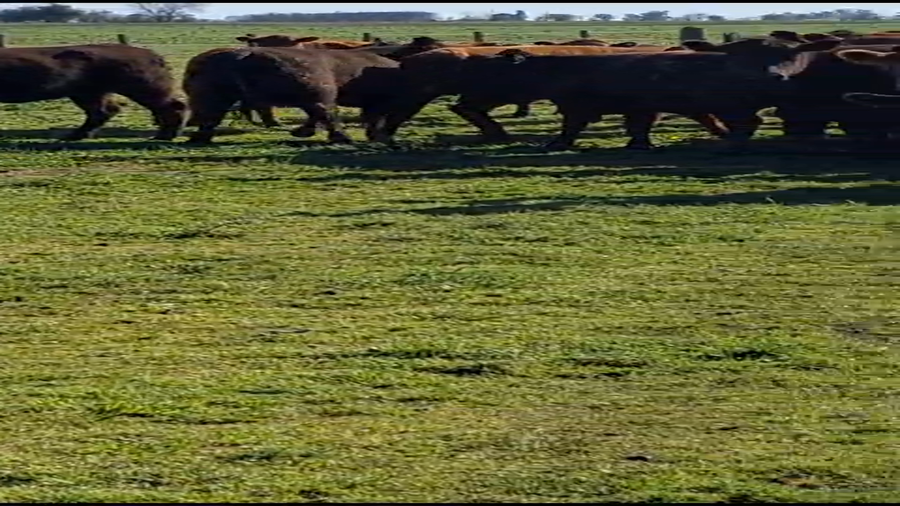 Lote 125 Vaquillonas C/ gtia de preñez en Ranchos , Buenos Aires
