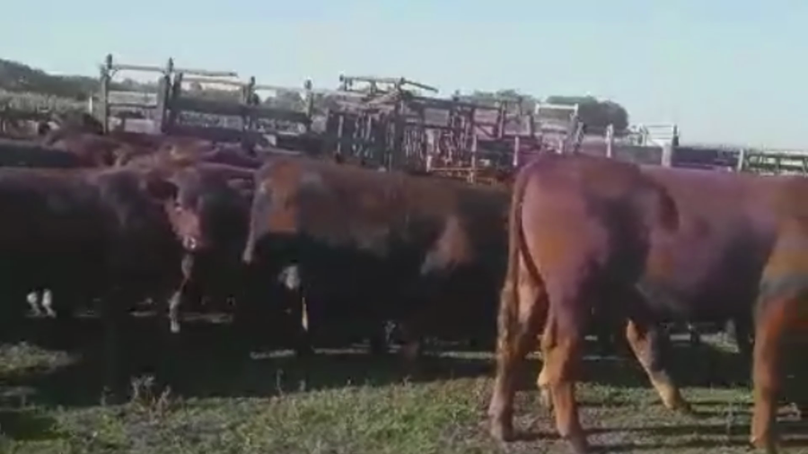 Lote 65 TERNS. MACHOS, PEHUAJO, BS. AS.