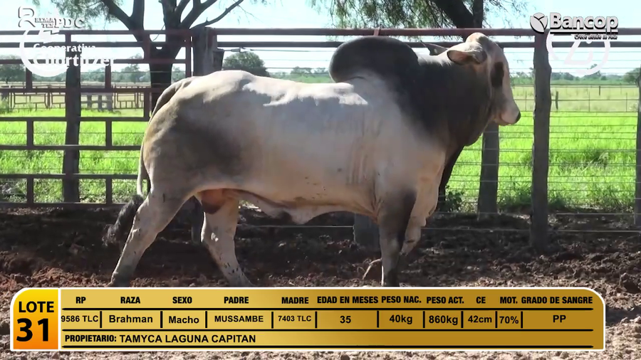 Lote Toros Brahman a remate en Viernes 30 de mayo- Remates PDC, Presidente Hayes