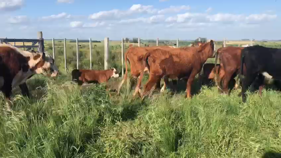 Lote (Vendido)38 Piezas de cría He y XX a remate en Pantalla Camy 300kg -  en Coronilla