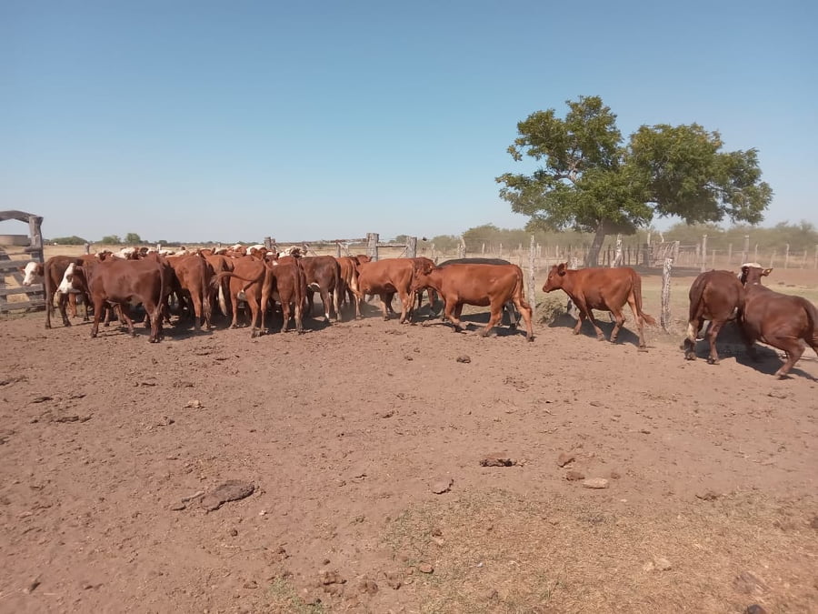 Lote 37 Vaquillonas de invernada en Corrientes, Curuzú-Cuatiá