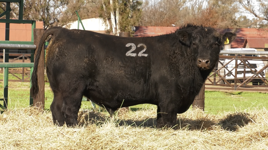 Lote TOROS ANGUS PURO CONTROLADO