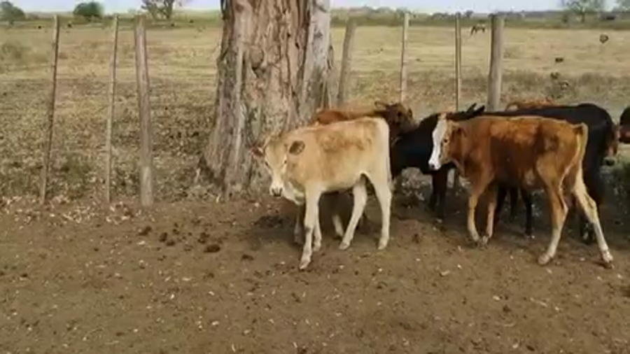 Lote 140 Terneros/as en Gran Guardia, Formosa