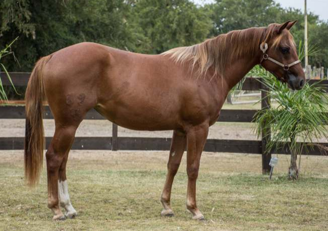 Lote L.A COWGIRLS JUICE