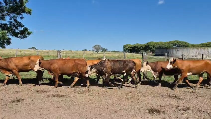 Lote 35 Vaquillonas de invernada en Corrientes, Curuzu Cuatia