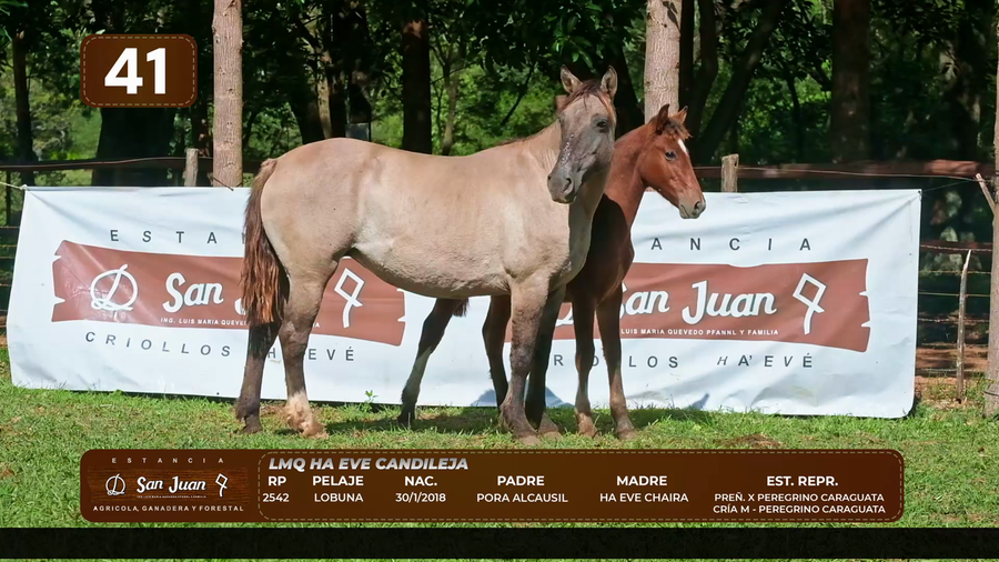 Lote LOTE 41