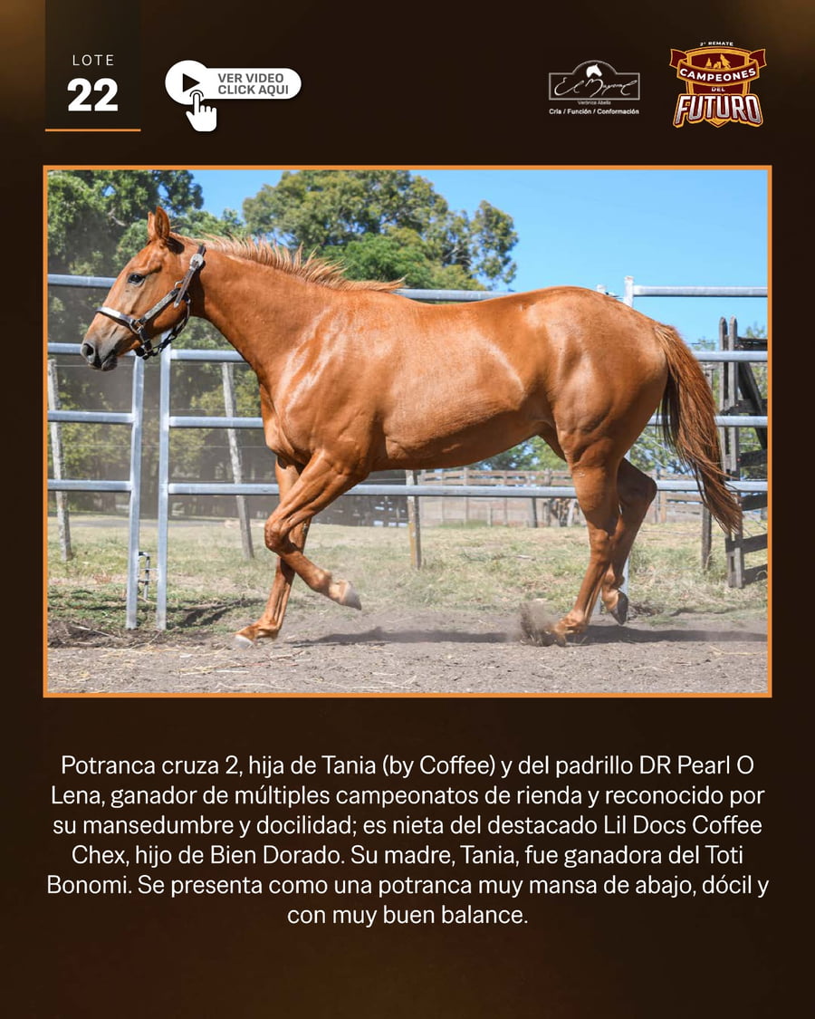 Lote DHC RONDA PLAYBOY COFFE