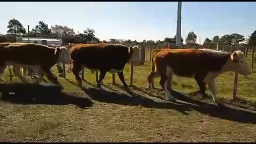 Lote 4 Novillos más de 3 años en Tupambaé, Cerro Largo