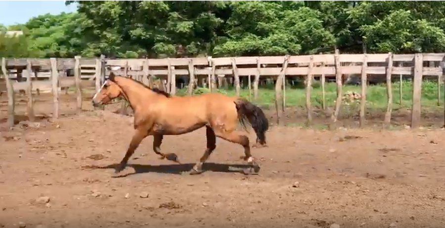 Lote DEL SILENCIO PALANGANA