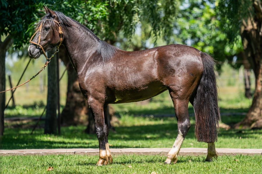 Lote YANCAMIL DOMINGUERA